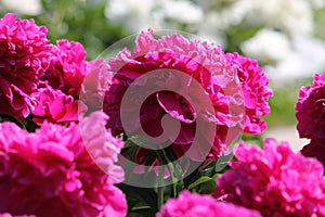 Pink double flower of Paeonia lactiflora cultivar Pobeda close-up. Flowering peony