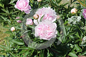 Pink double flower of Paeonia lactiflora cultivar Sarah Bernhardt close-up. Flowering peony plant in garden
