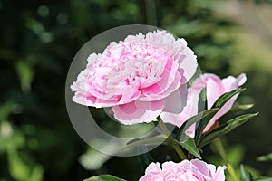 Pink double flower of Paeonia lactiflora cultivar Sarah Bernhardt close-up. Flowering peony plant in garden