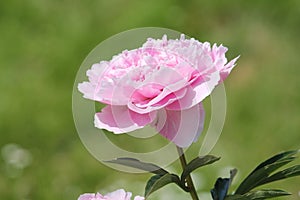 Pink double flower of Paeonia lactiflora cultivar Sarah Bernhardt close-up. Flowering peony plant in garden