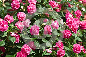 Pink double flowered impatiens plant in ornamental garden