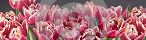 pink double-flowered tulip flowers in grey background