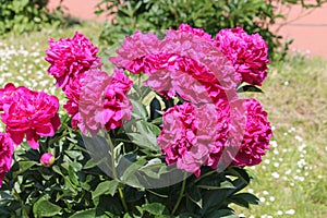 Pink double flowers of Paeonia lactiflora cultivar Music Man. Flowering peony in garden