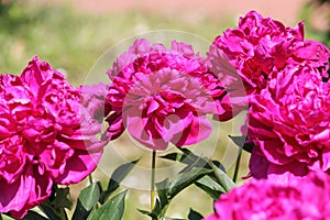 Pink double flowers of Paeonia lactiflora cultivar Music Man. Flowering peony in garden