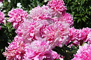 Pink double flowers of Paeonia lactiflora cultivar Princess Margaret. Flowering peony plant in garden