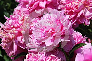 Pink double flowers of Paeonia lactiflora cultivar Princess Margaret. Flowering peony plant in garden