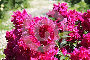 Pink double flowers of Paeonia lactiflora cultivar Ruth Clay. Flowering peony