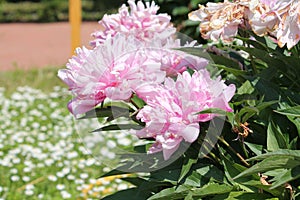 Pink double flowers of Paeonia lactiflora cultivar Schafe. Flowering peony plant in garden