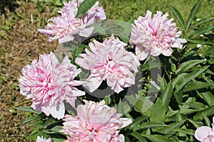 Pink double flowers of Paeonia lactiflora cultivar Schafe. Flowering peony plant in garden