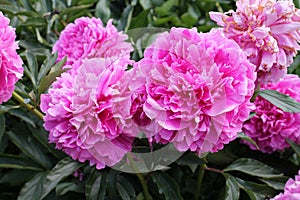 Pink double flowers of Paeonia lactiflora cultivar Varenka. Flowering peony plant in garden