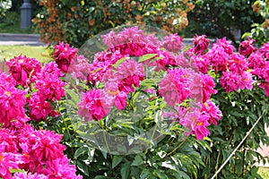 Pink double flowers of Paeonia lactiflora cultivar Victoire de la Marne. Flowering peony plant in garden