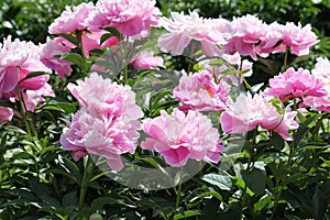 Pink double flowers of Paeonia lactiflora cultivar Walter Faxon. Flowering peony plant in garden