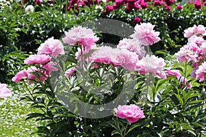 Pink double flowers of Paeonia lactiflora cultivar Walter Faxon. Flowering peony plant in garden