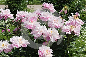 Pink double flowers of Paeonia lactiflora cultivar Walter Faxon. Flowering peony plant in garden