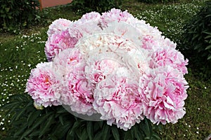 Pink double flowers of Paeonia lactiflora. Flowering peony plant in garden