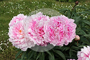 Pink double flowers of Paeonia lactiflora. Flowering peony plant in garden