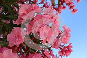 Pink double oleander flowers against a blue sky and green leaves, close-up