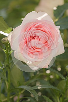 Pink double roses called Eden Rose