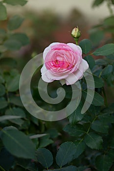 Pink double roses called Eden Rose