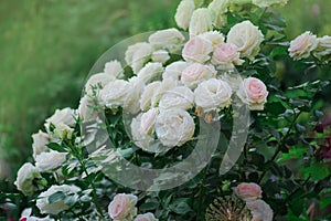 Pink double roses called Eden Rose