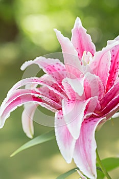 Pink Double Star Gazer Lily