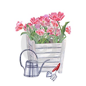 Pink double tulips in wooden flower pots, watering can and garden tools isolated on white background. Watercolor illustration of