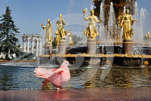 Pink Dove at Fountain Friendship of Nations at VDNKh