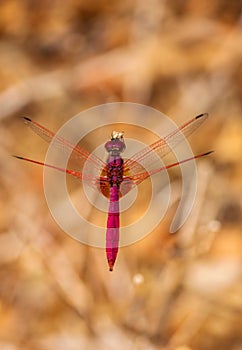 Pink dragon fly with pink eyes and thing long wings flying and feeding on a dry plant with dry leaves in the background.