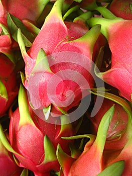 Pink dragon fruit