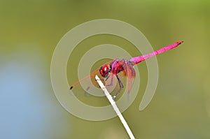 Pink dragonfly photo