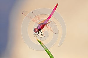 A pink dragonfly