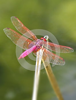 Pink dragonfly