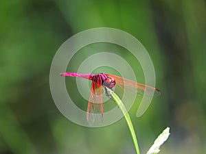 Pink Dragonfly.