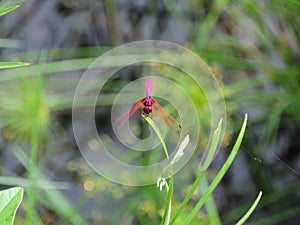 Pink Dragonfly.