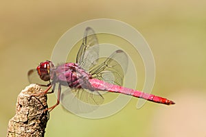 Pink Dragonfly