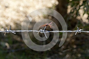 Pink dragonfly on barbed wire