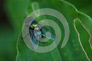 Pink dragonfly Damselfly.Perched on the grass