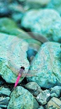 Pink dragonfly in monsoon photo