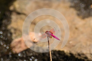 Pink dragonfly perched on branches