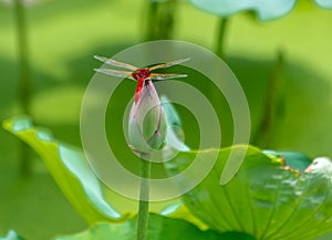 Pink Dragonfly resting on a Lilly flower