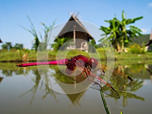 Pink Dragonfly resting on vegetation in front of Thai huts in North Thailand