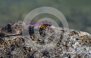 Pink Dragonfly on a rock.