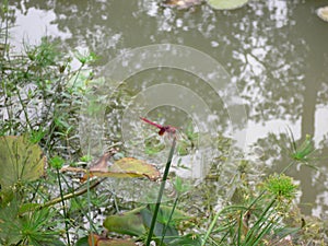 Pink dragonfly at the Singapore Botanic Gardens