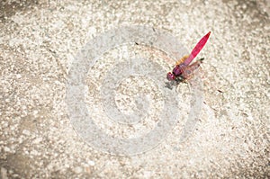 A Pink Dragonfly sits on concrete