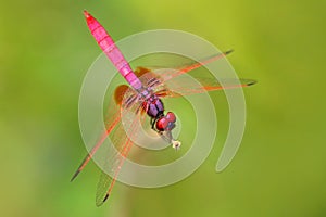 Pink dragonfly from Sri Lanka. Crimson dropwing, Trithemis aurora, sitting on the green leaves. Beautiful dragon fly in the nature