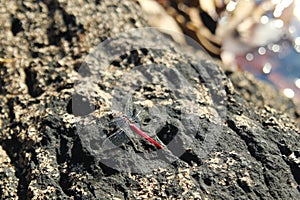 The pink dragonfly with transparent wings on the black stones near the waterfall.