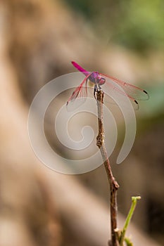 Pink dragonfly on a twig looking at camera