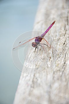 Pink dragonfly on wood. animal background