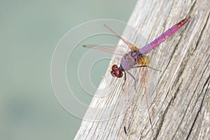 Pink dragonfly on wood. animal background