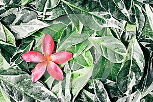 Pink drenched frangipani or Plumeria on green leaves